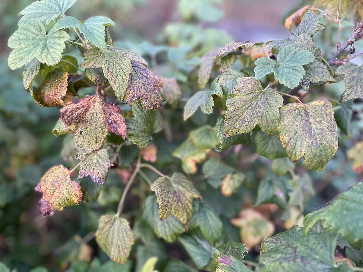 Смородина заражает пятихвойную сосну. Фото автора
