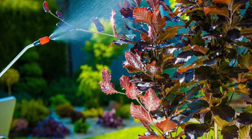 Осенняя обработка сада от болезней: инвестиция в здоровье и будущий урожай