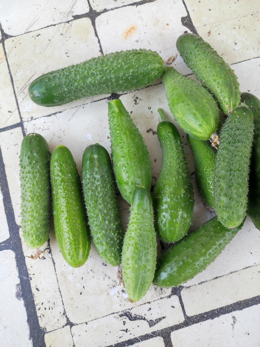 Вот такие кривые уже вырастают. 