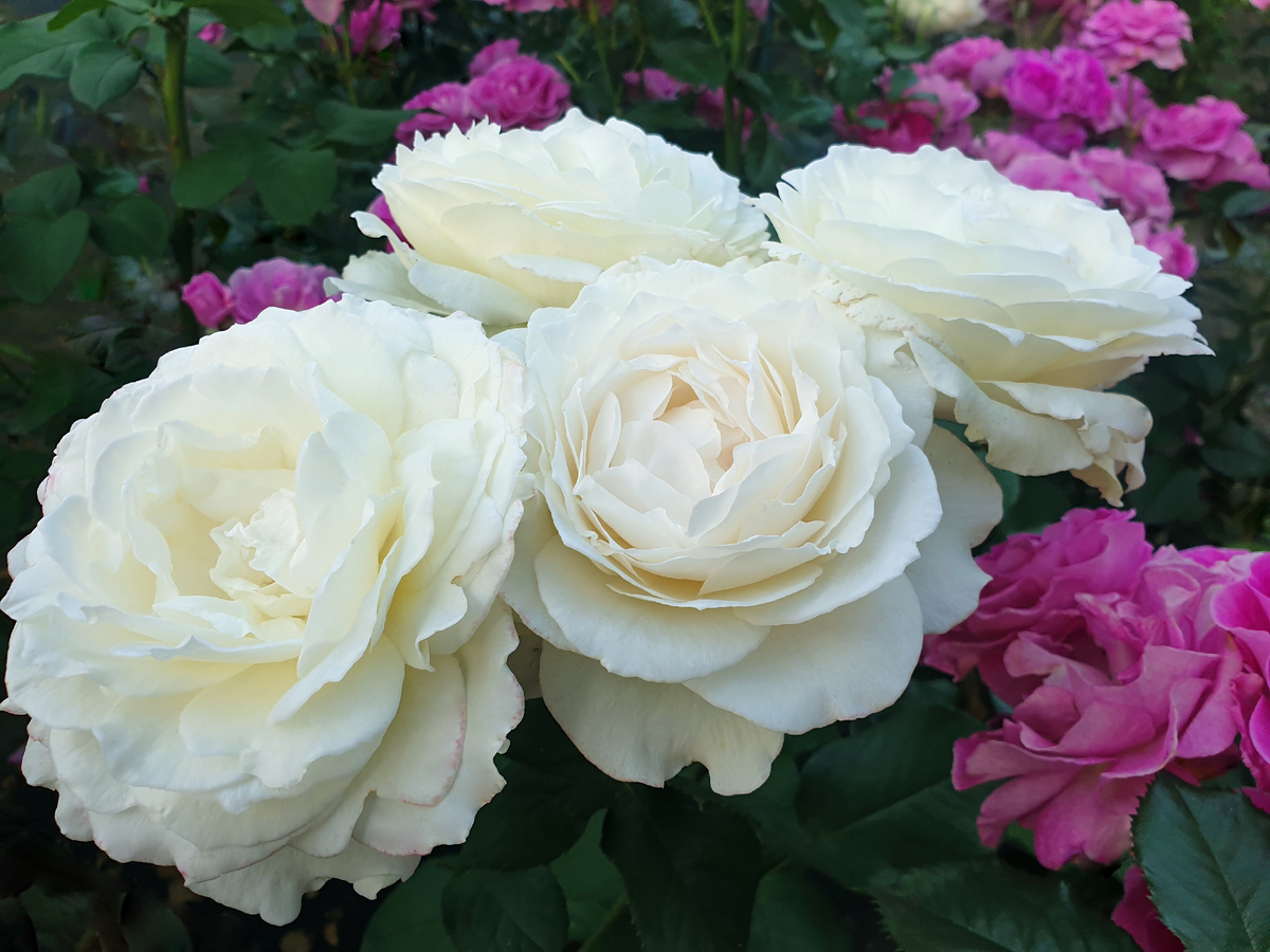 Принцесса Миюки на переднем плане. Фото автора.