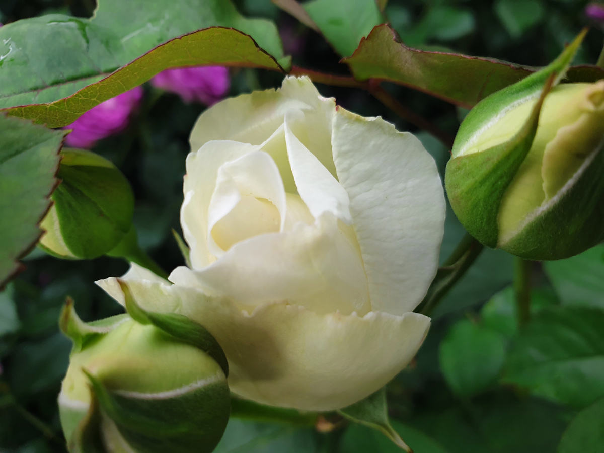 Распускающийся и закрытые бутоны Принцессы Миюки. Фото автора.