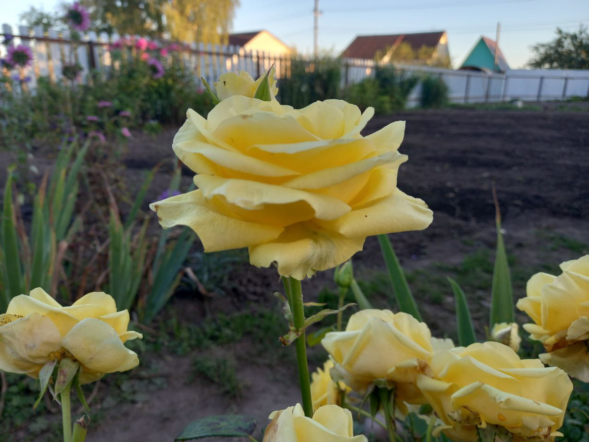 Куст жёлтых роз. Фото автора