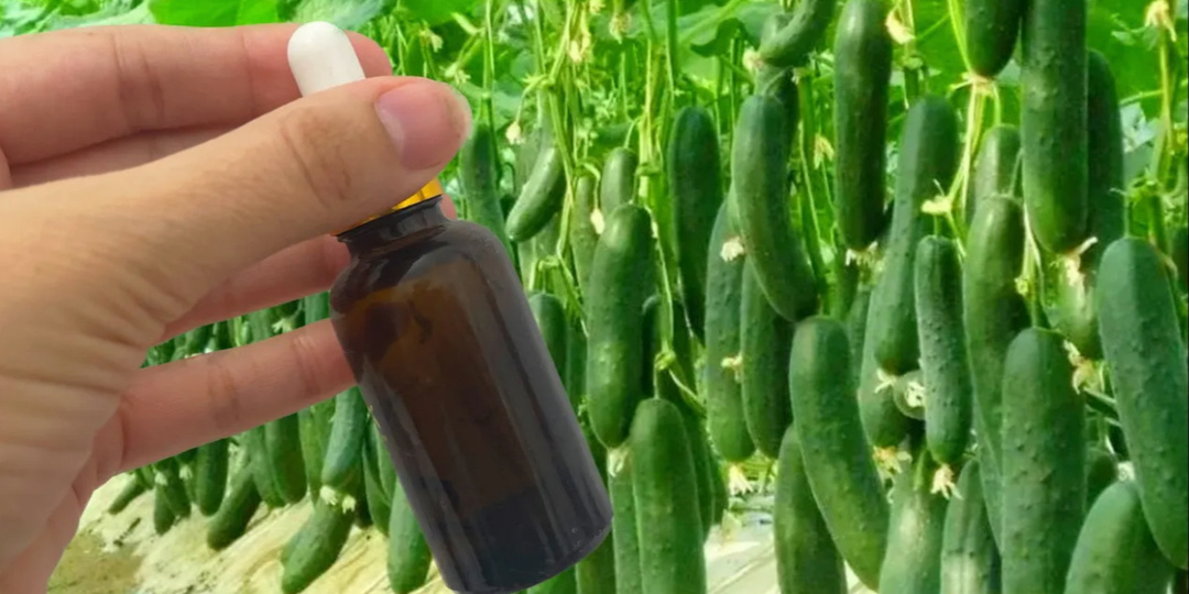 Вы не поверите, это лучшая подкормка для огурцов в сентябре