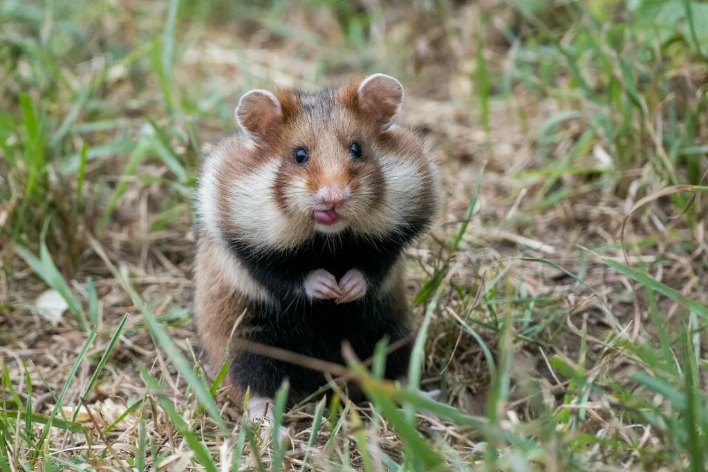 Кто волк? Я волк!