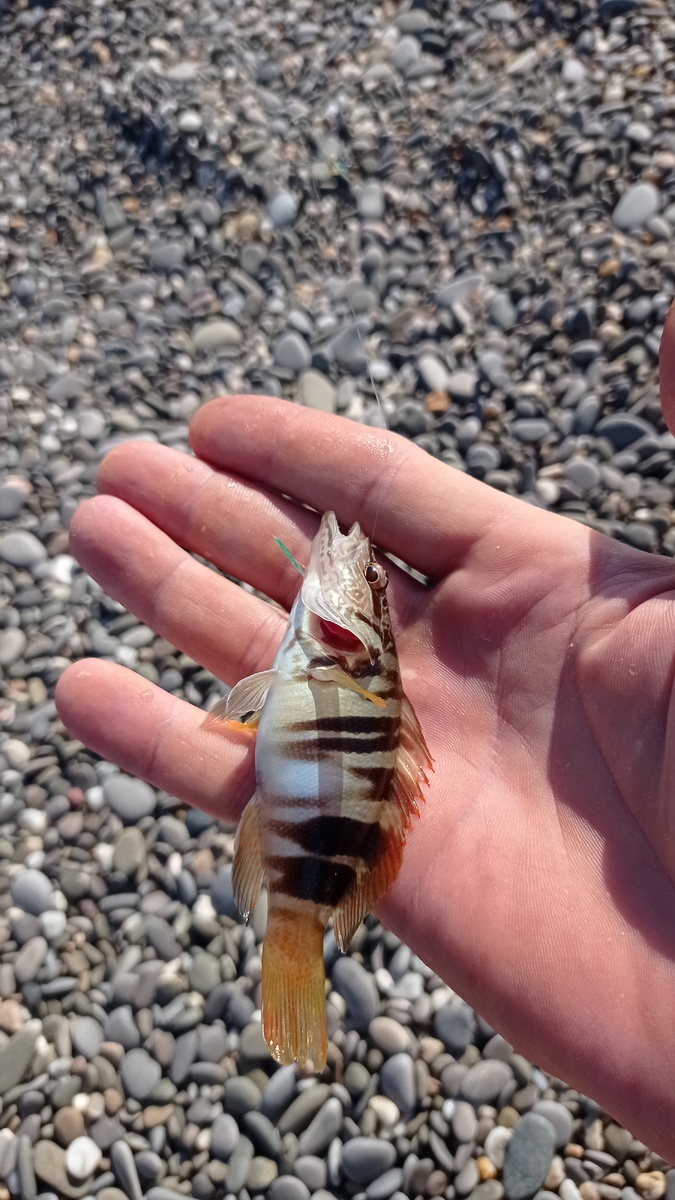 Кукушка (каменный окунь) клюет на опарыша