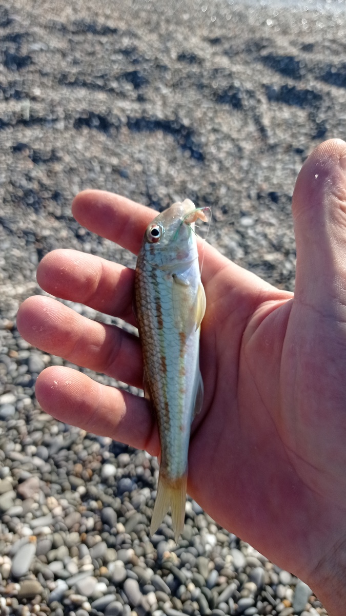 Барабулька, все на того же опарыша, на самодуре.