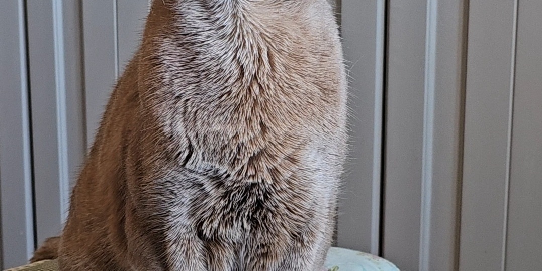 Кого кошки любят больше — мужчин или женщин?