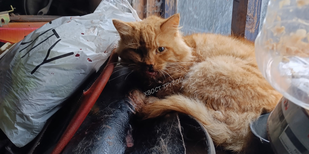 Красивый рыжий кот пришел в сарай доживать последние дни.