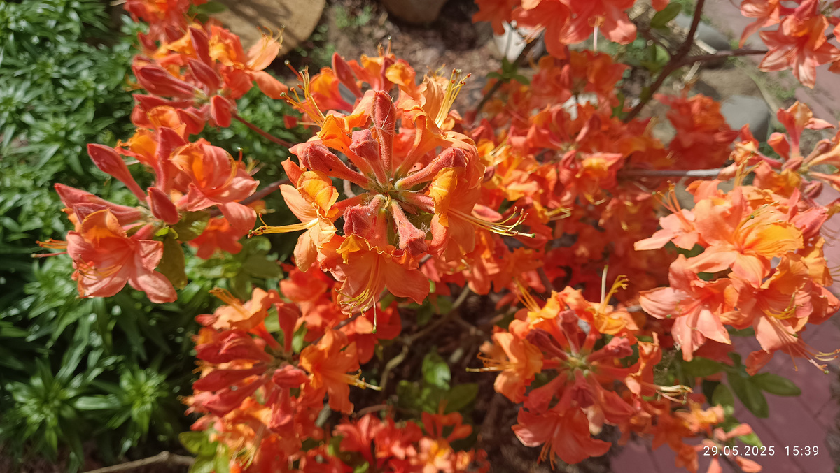 Мандарин Лайтс (Mandarin Lights)