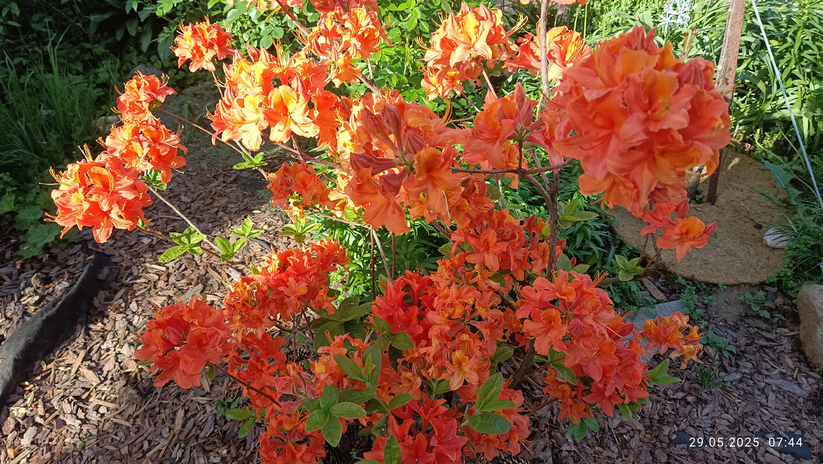 «Мандарин Лайтс» (Mandarin Lights) цветет гроздьями красно-оранжевых цветков в форме воронки с темно оранжевыми бликами. Листайте галерею.