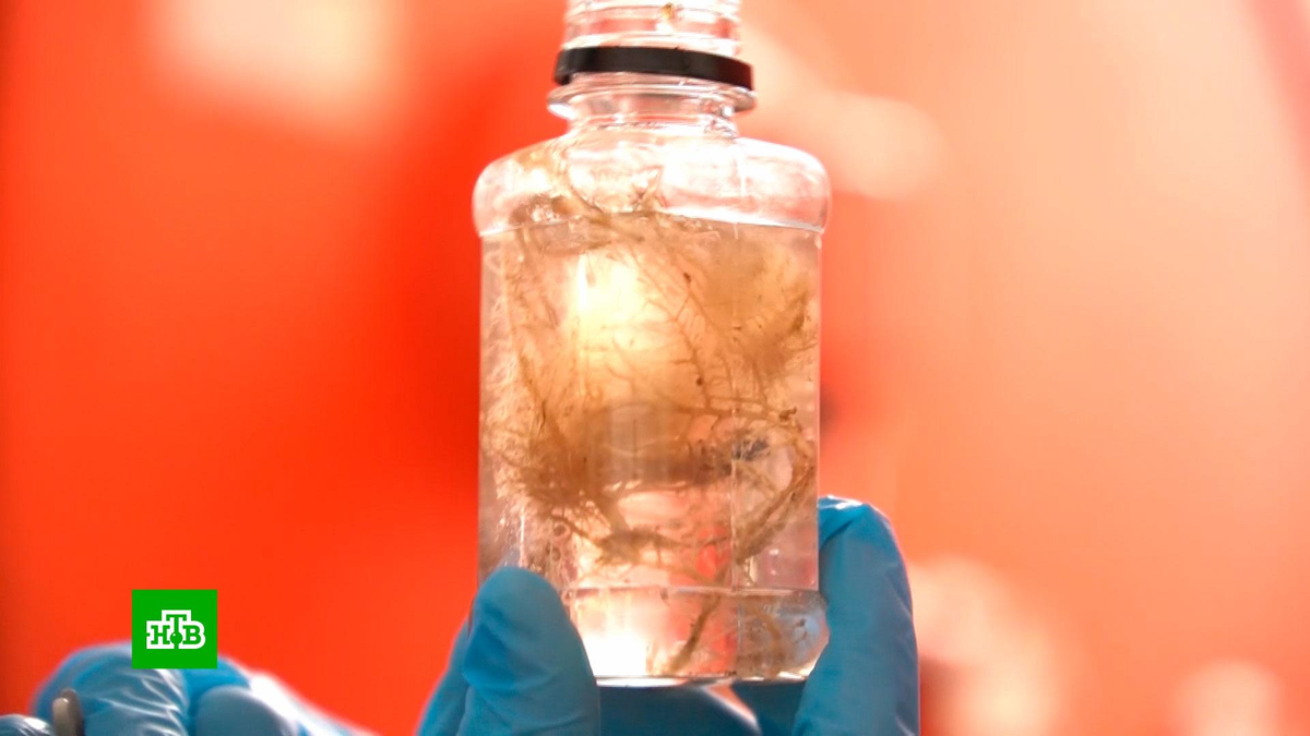 Уникальная находка в Арктике