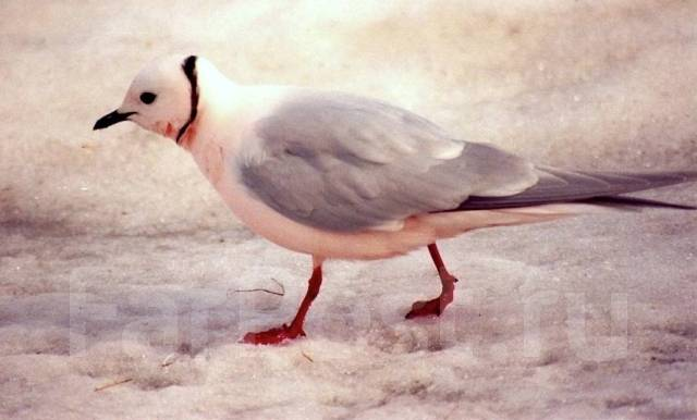 Кроснокнижная розовая чайка из Арктики