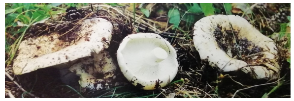 Подгруздок белый