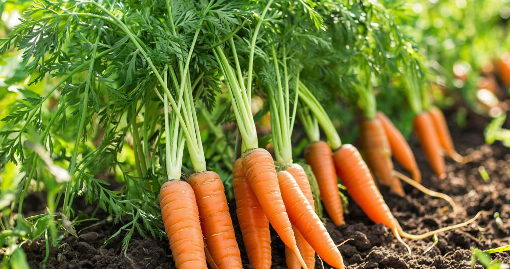 Морковь на огороде: тихий страж ваших грядок