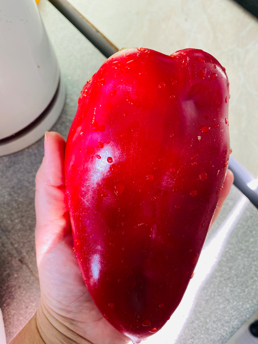 Сладкий перец удивляет своими размерами и вкусом. Фото автора статьи 