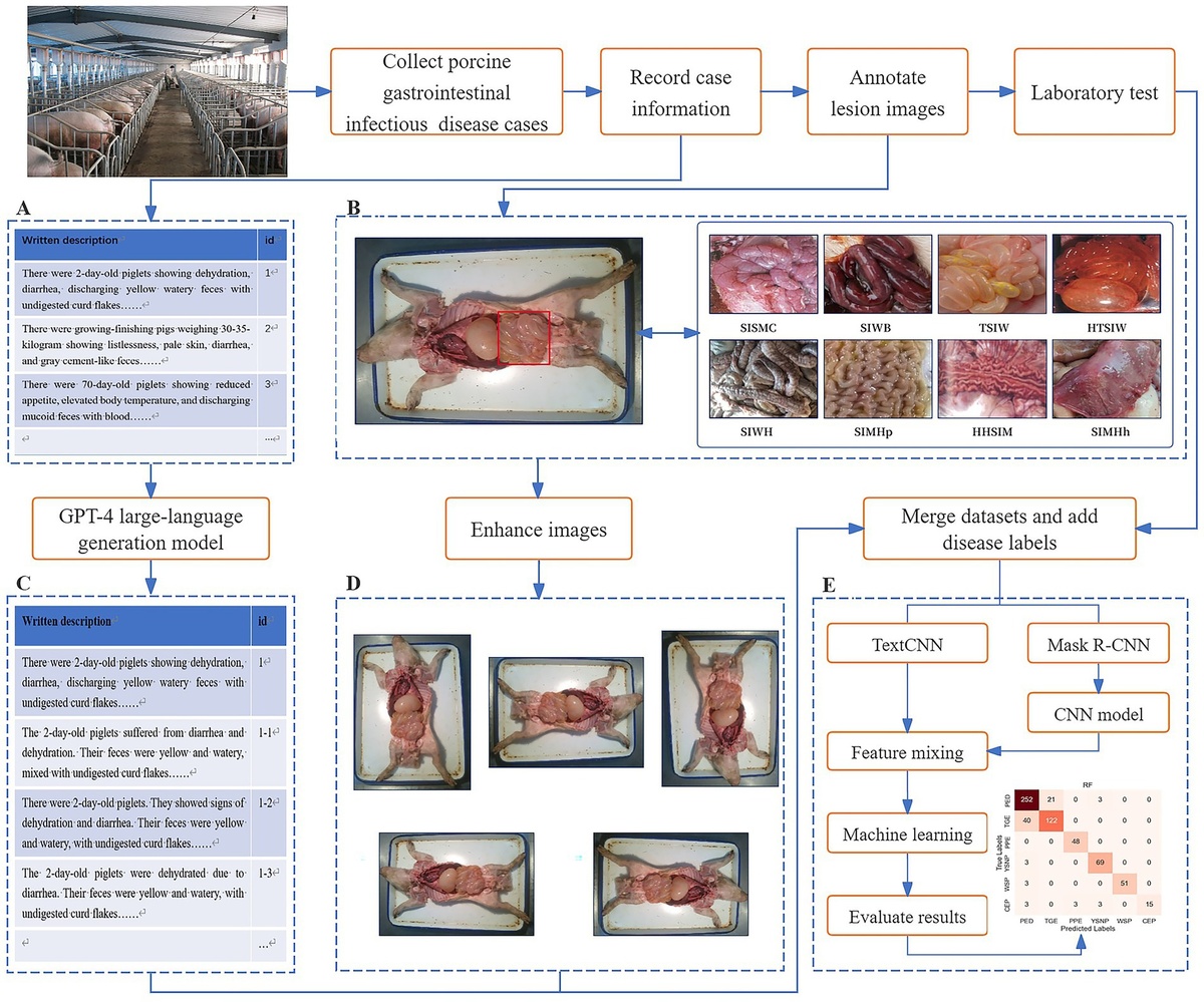 Блок-схема диагностики инфекционных заболеваний желудочно-кишечного тракта у свиней с помощью мультимодального искусственного интеллекта и больших языковых моделей.