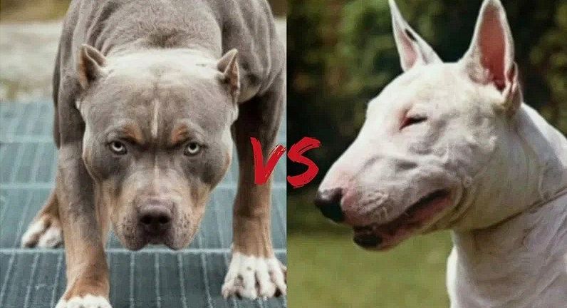 Представь себе такую ситуацию: питбуль и бультерьер решили устроить дружеские соревнования по перетягиванию каната. Кто победит?

Вот мой прогноз:

Питбуль выглядит серьезнее, массивнее и вроде бы готов рвать всех подряд... Но, знаешь, у него иногда бывают моменты, когда он отвлекается на прохожих, мячики или даже собственные хвосты!
А вот бультерьер, несмотря на свою забавную внешность и смешную мордаху, на самом деле обладает стальной решимостью и железной хваткой. Если уж он решил победить, его ничто не остановит — ни еда, ни шум, ни играющие дети рядом.
Так что, если выбирать победителя среди двух одинаково натренированных собак, я бы поставил на бультерьера. Потому что главное оружие тут — упорство и настойчивость, а не размер.

Но вообще, конечно, обе породы крутые и каждая сильна по-своему. Главное, чтобы хозяева знали толк в дрессировке и держали их подальше друг от друга на соревнованиях!