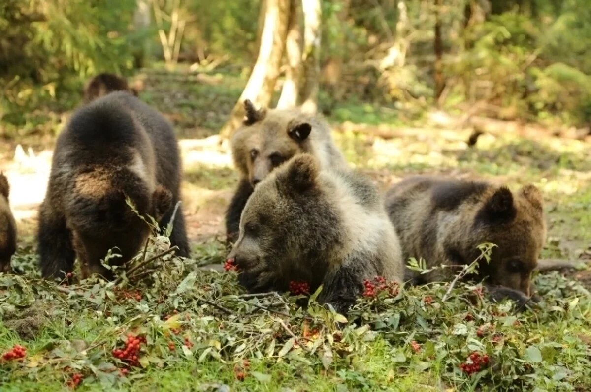    В Тверской области медвежат в Центре спасения угощают новым лакомством