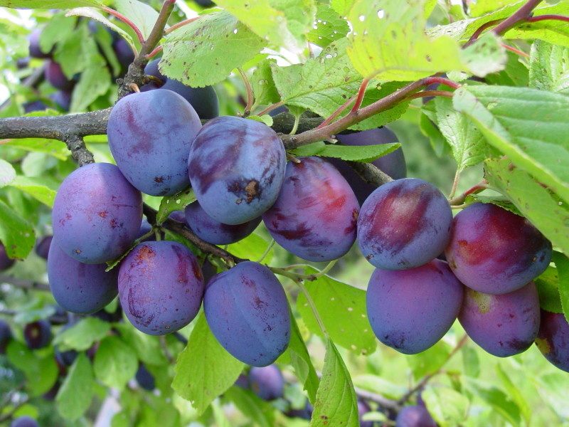 Источник фото: leto-sad.ru