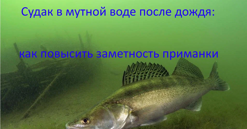 Где искать судака в мутной воде