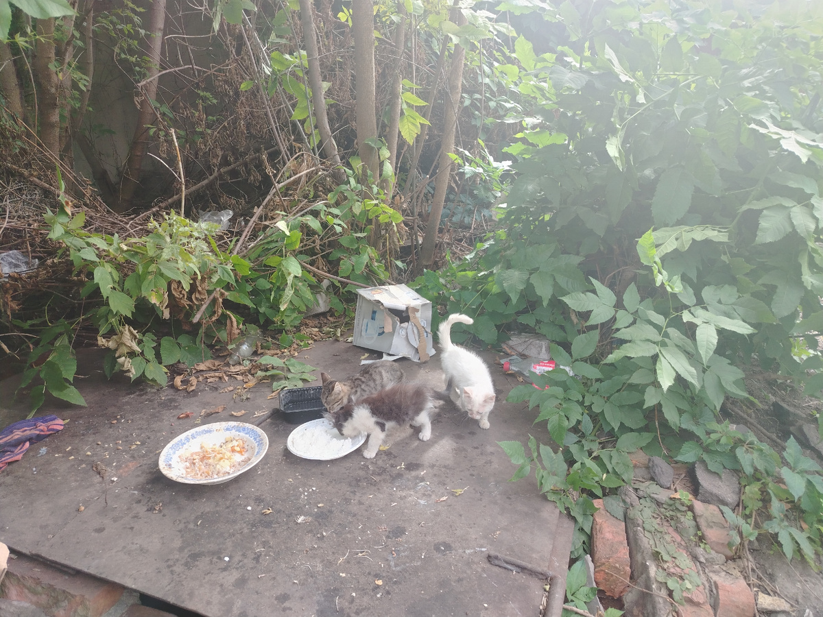 Котята-бездомыши. 