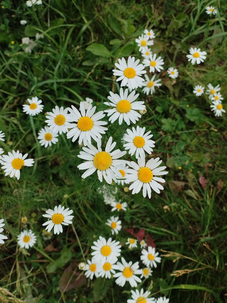 Красота вокруг нас. Осенние мотивы. #фотомир_нелли @nellielisova 