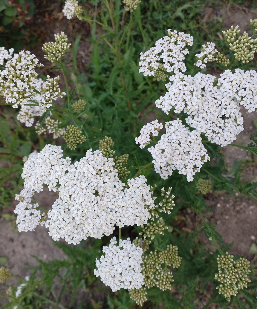 Красота вокруг нас. Осенние мотивы. #фотомир_нелли @nellielisova 