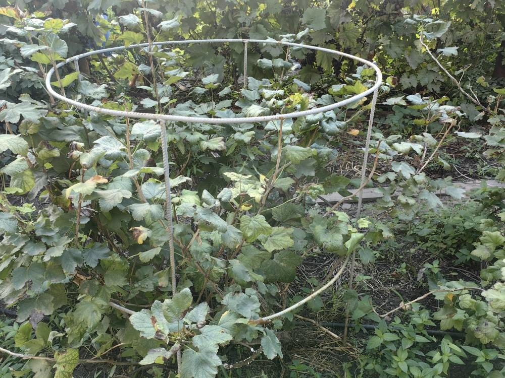 Фото Натальи Мироновой