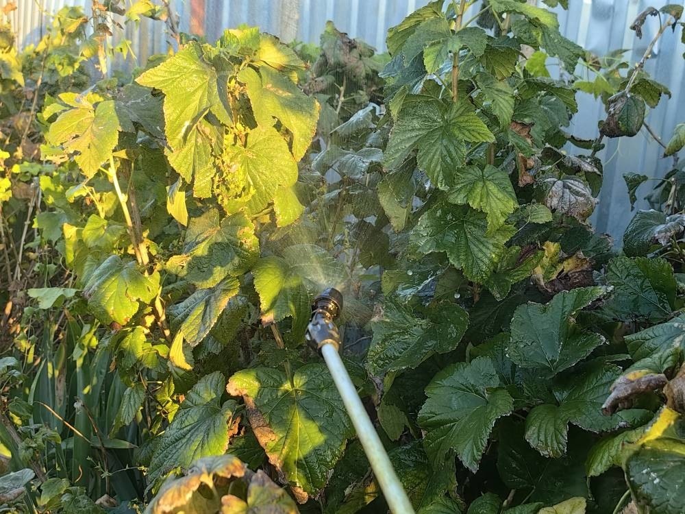 Фото Натальи Мироновой