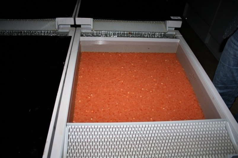 Оплодотворенная икра радужной форели в латке инкубатора