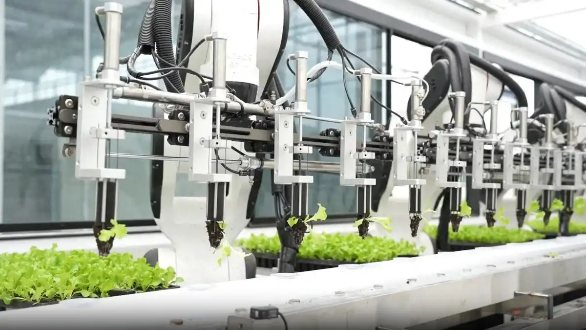 Фото:скриншот видео CCTVРоботизированную ферму по выращиванию зелени создали в Китае