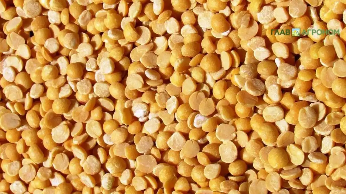 Фото:© Артем Борисов / Glavagronom.ruВ 2025/26 Россия планирует вернуть лидерство среди мировых поставщиков желтого гороха