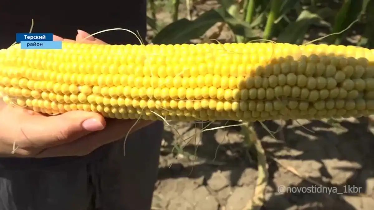 скриншот видео телеканала «Новости 1 КБР»Фото:скриншот видео телеканала «Новости 1 КБР»Уникальный сорт кукурузы Кабардинская 3812