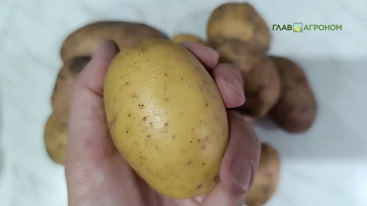 Фото:© Артем Борисов / Glavagronom.ruО проведении клубневого анализа в Российской Федерации в 2025 году