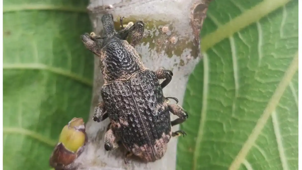 Фото:mdpiТайваньский инжирный долгоносик Aclees taiwanensis K no (Coleoptera: Curculionidae: Molytinae)