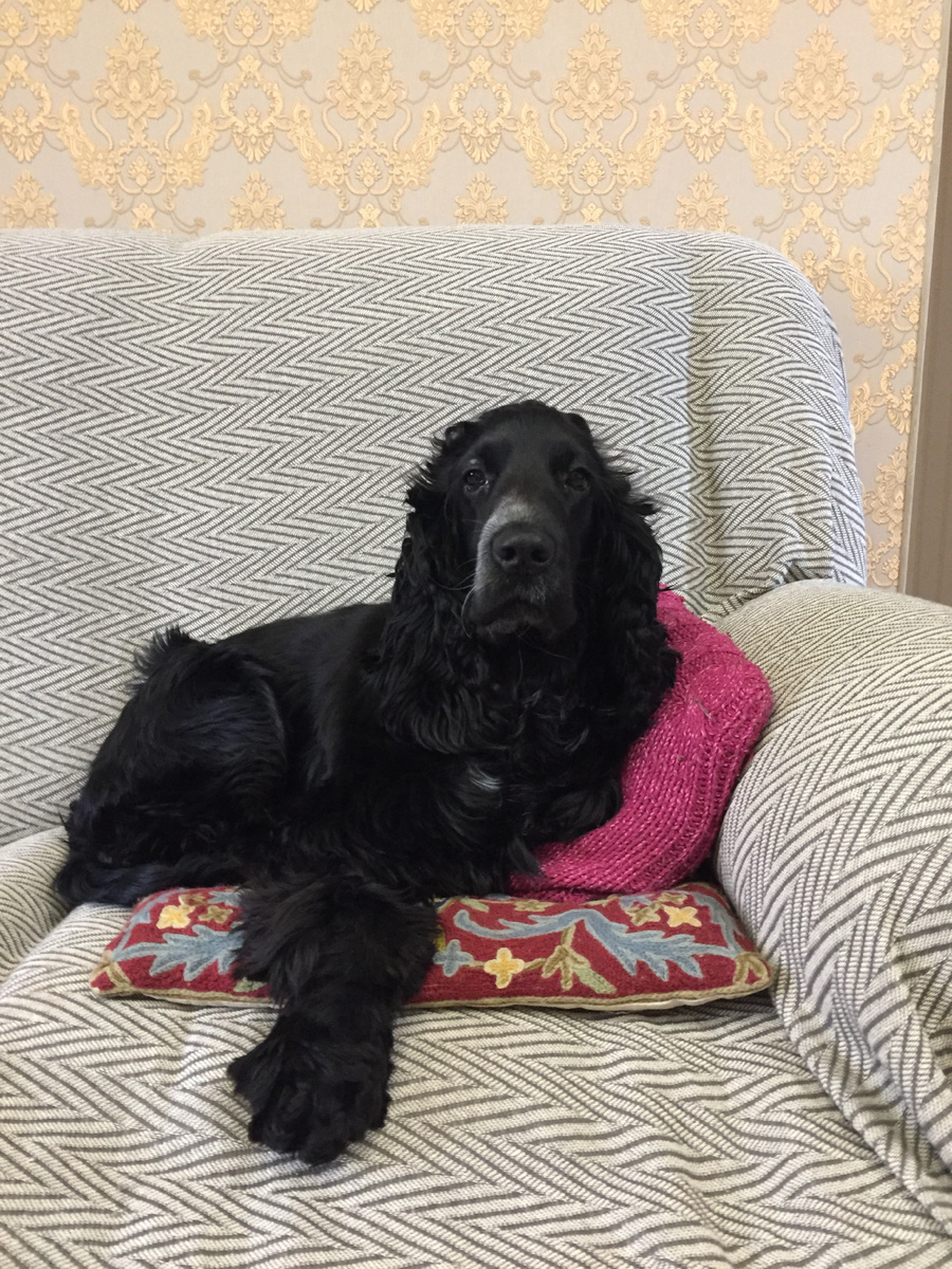 Лиззи на любимом диване