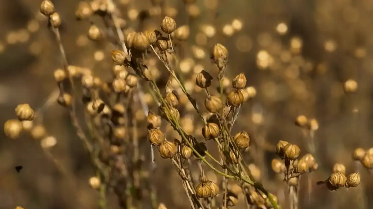 Фото:пресс-служба Минсельхоза КрымаМинсельхоз планирует открыть селекционно-семеноводческий центр для производства семян льна-долгунца к 2030 году