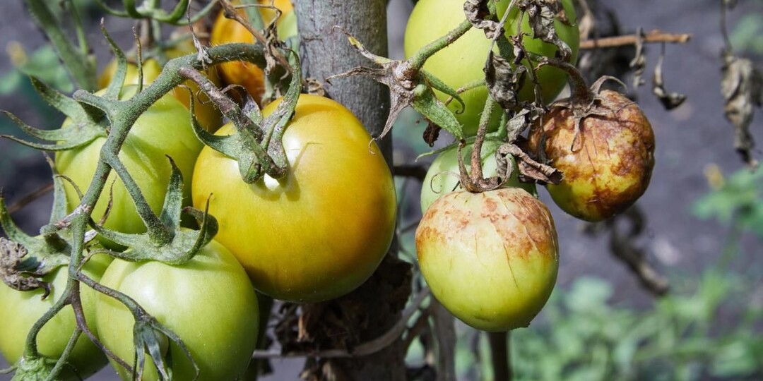 Как обеззаразить почву после фитофторы: средство, которым я пользуюсь