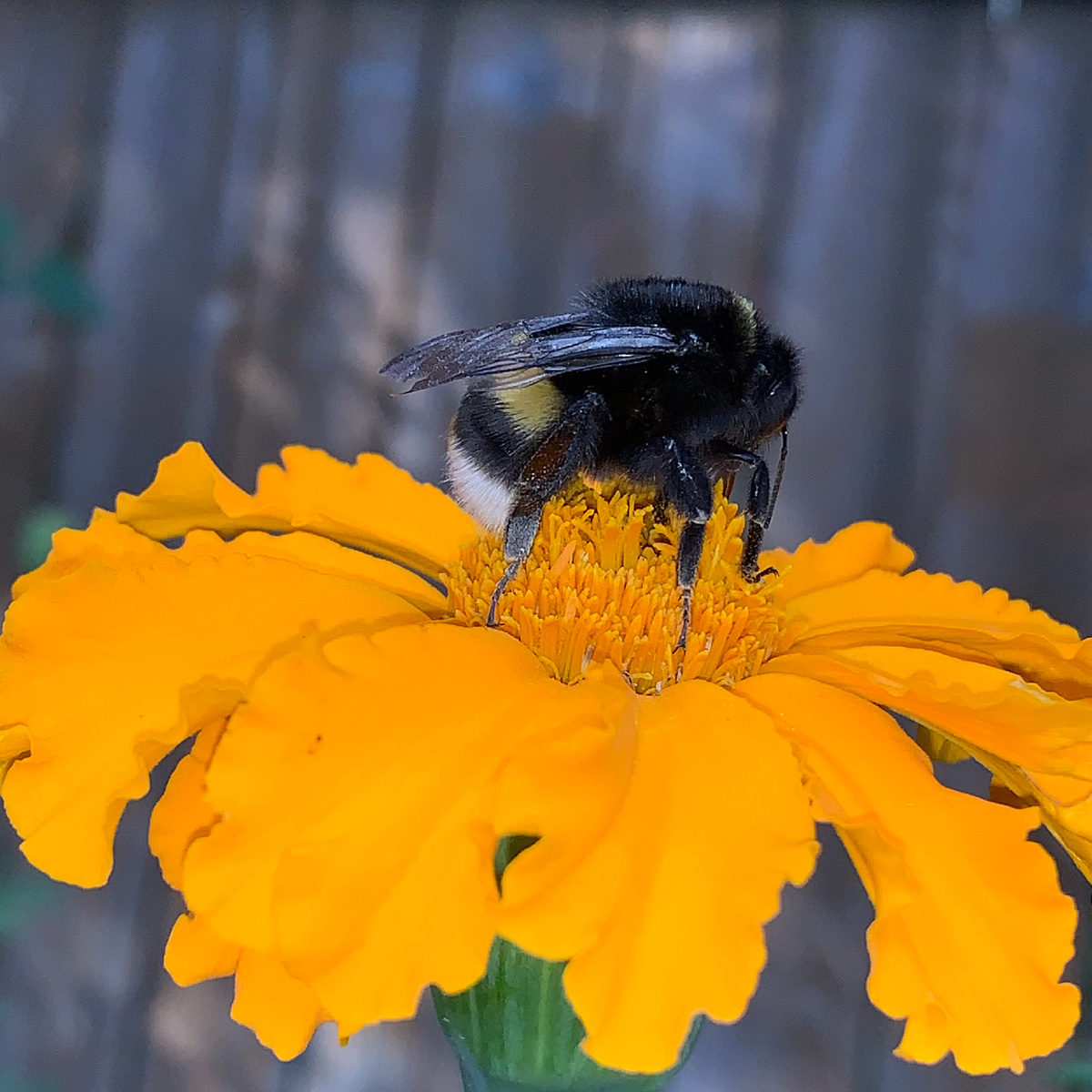 Тот единственный бархатец 