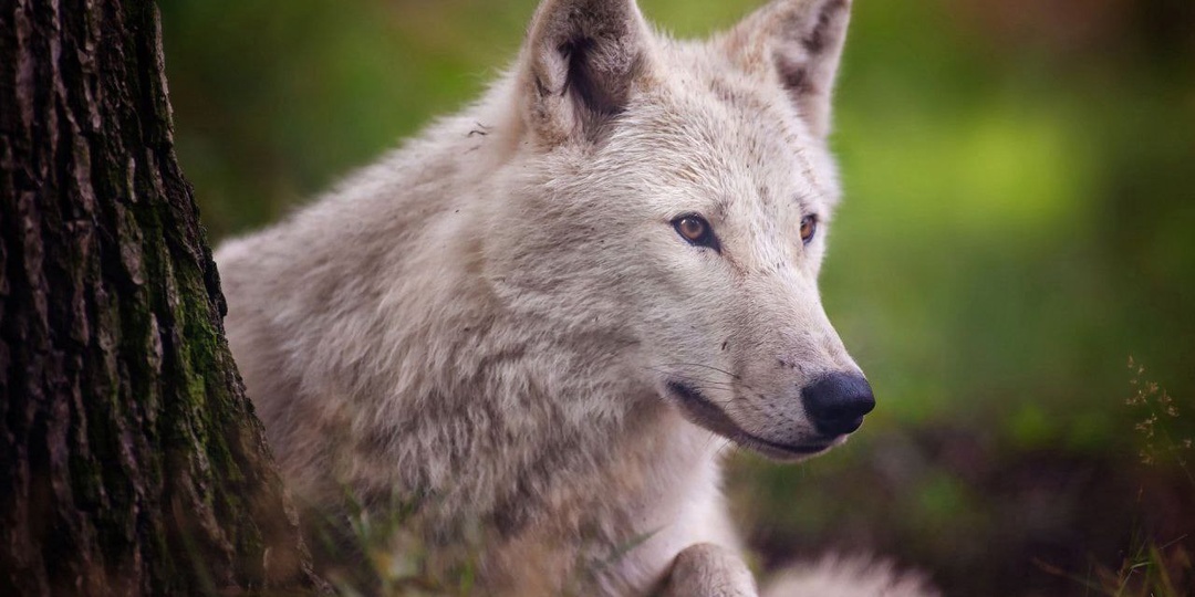 ДОЛГ ПЛАТЕЖОМ КРАСЕН...