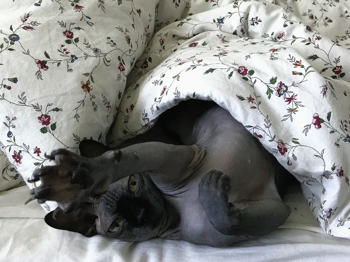 Оптимальный вариант для голой липучки - завернуться в теплый плед и прилечь рядышком с человеком