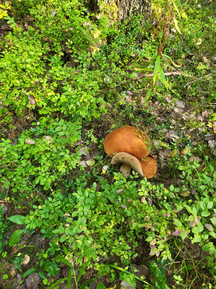 Осенний лес