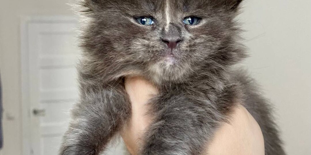 "Стартовый набор" для котенка. Необходимый минимум.