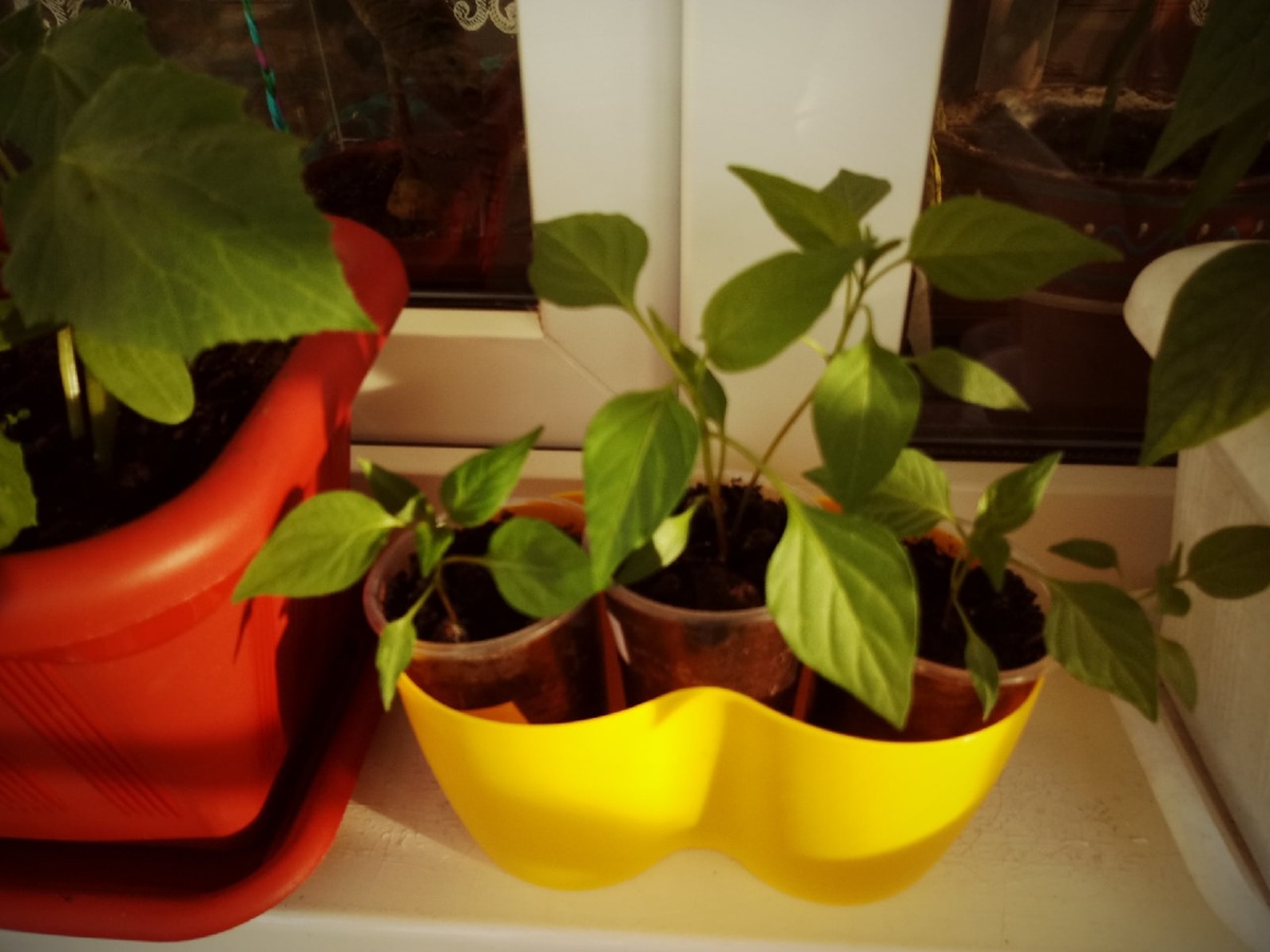 Перцы чили. Растут... росли... (Ориби Каммпирр) © Copyright: Ориби Каммпирр