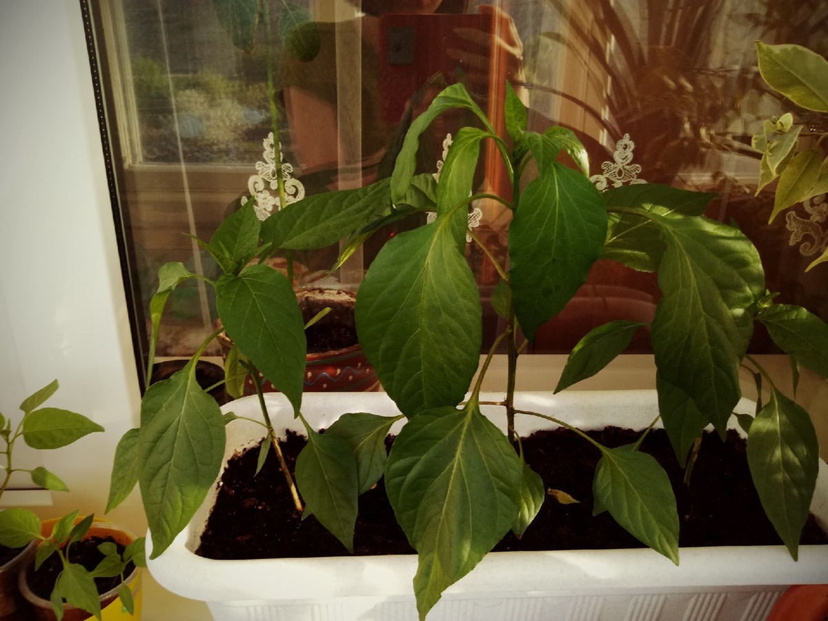 Перцы чили. Растут... росли... (Ориби Каммпирр) © Copyright: Ориби Каммпирр