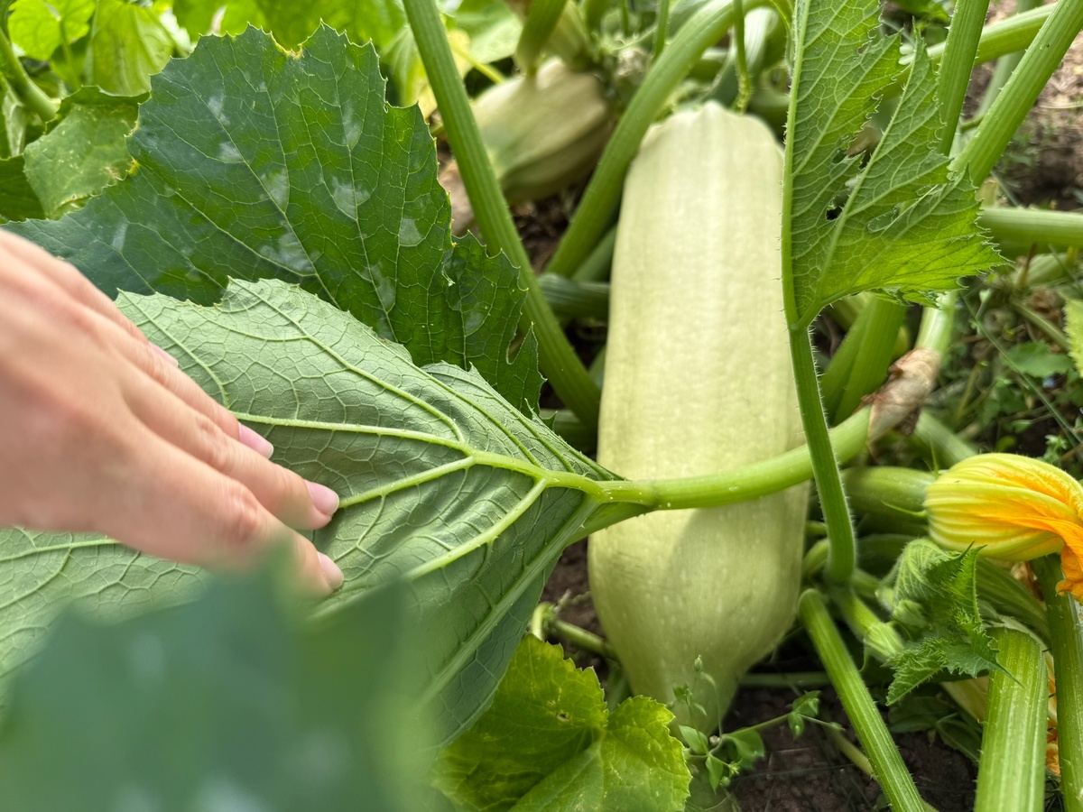    Храним кабачки с помощью дедовского метода - лежат до весны: не гниют и не сохнут