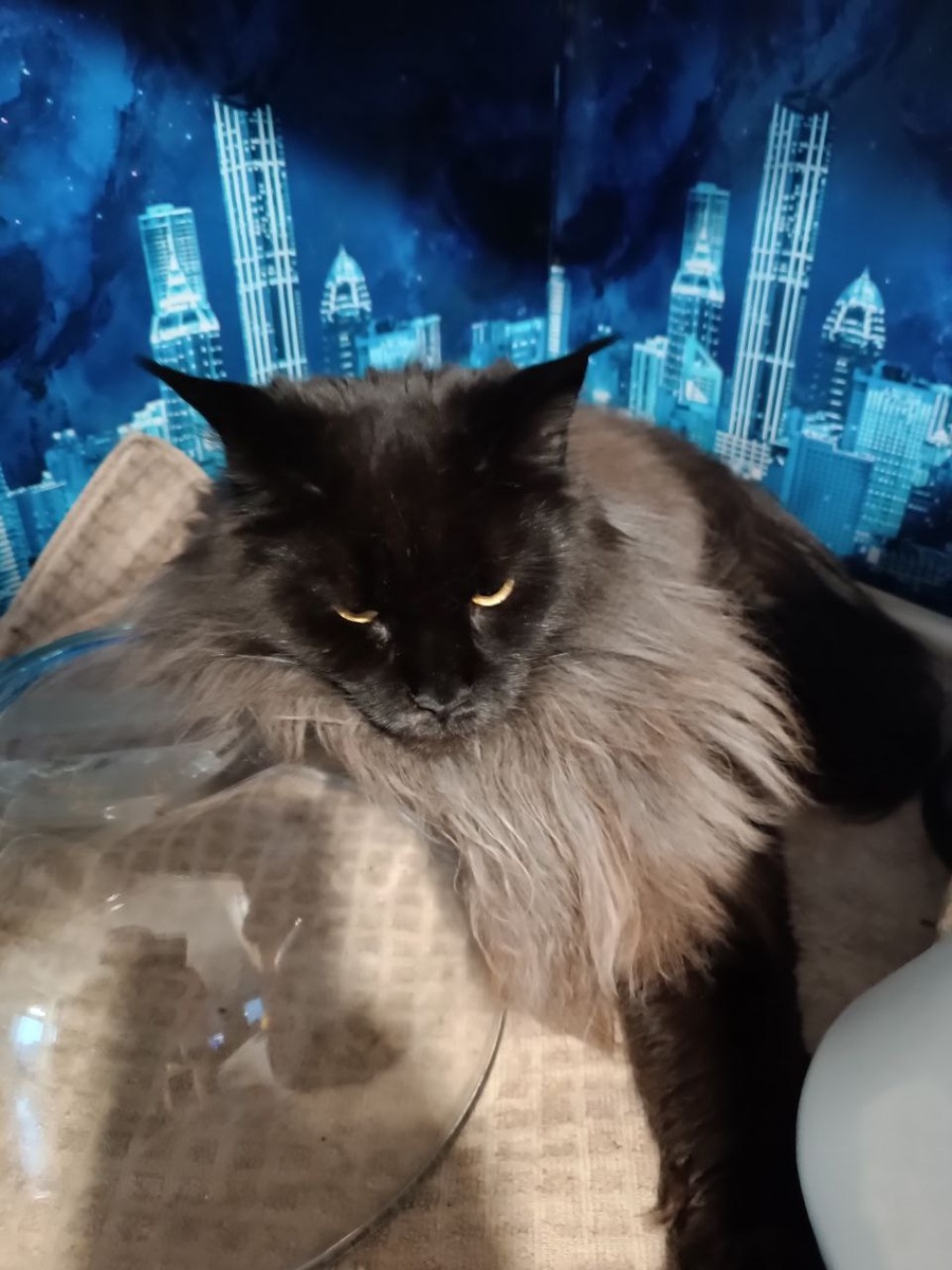 А так было до Мяурии