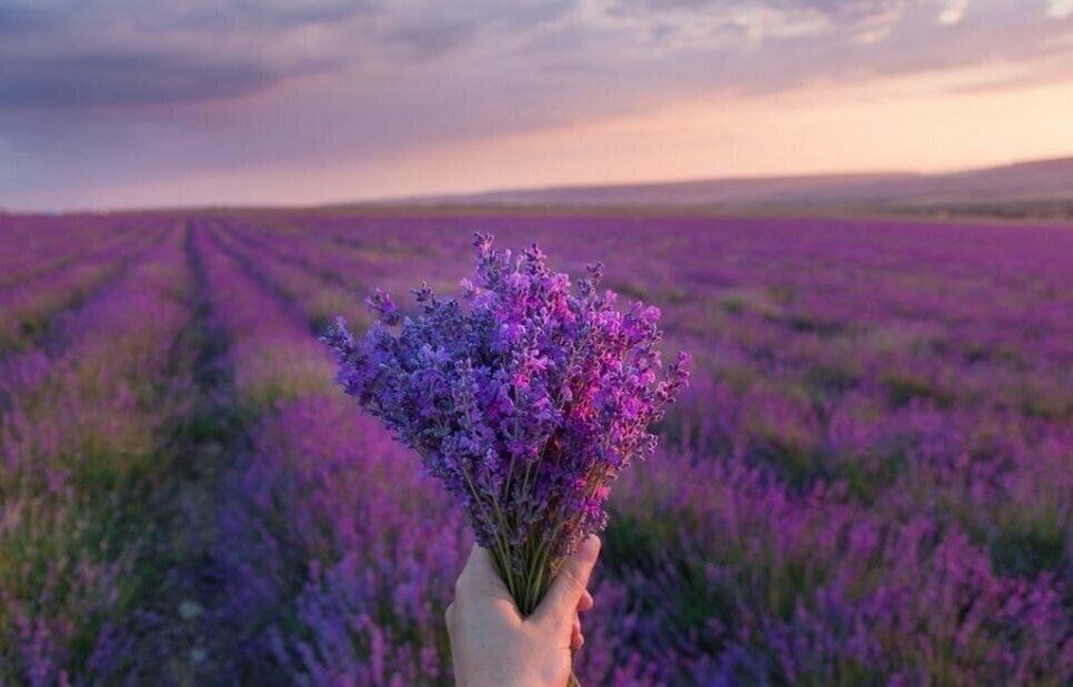 Лавандовое поле( фото из интернета)