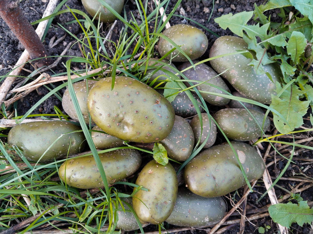 В озелененном картофеле появляются гликоалкалоиды - вещества защищающие от возбудителей мягкой гнили.