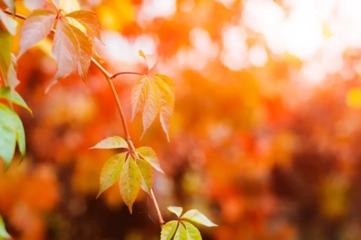    В Омске установилась осенняя погода